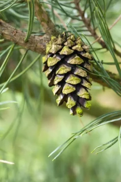 Pinus (Arve)