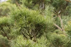 Pinus (Arve)