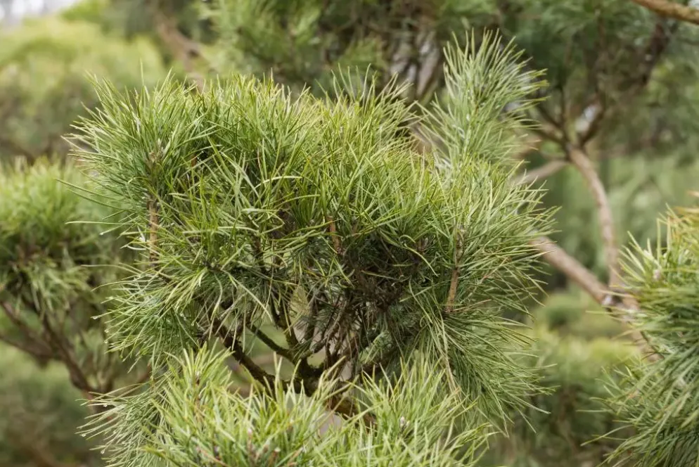 Pinus (Arve)