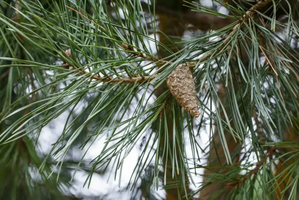 Pinus (Arve)