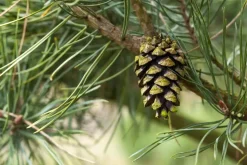 Pinus (Arve)