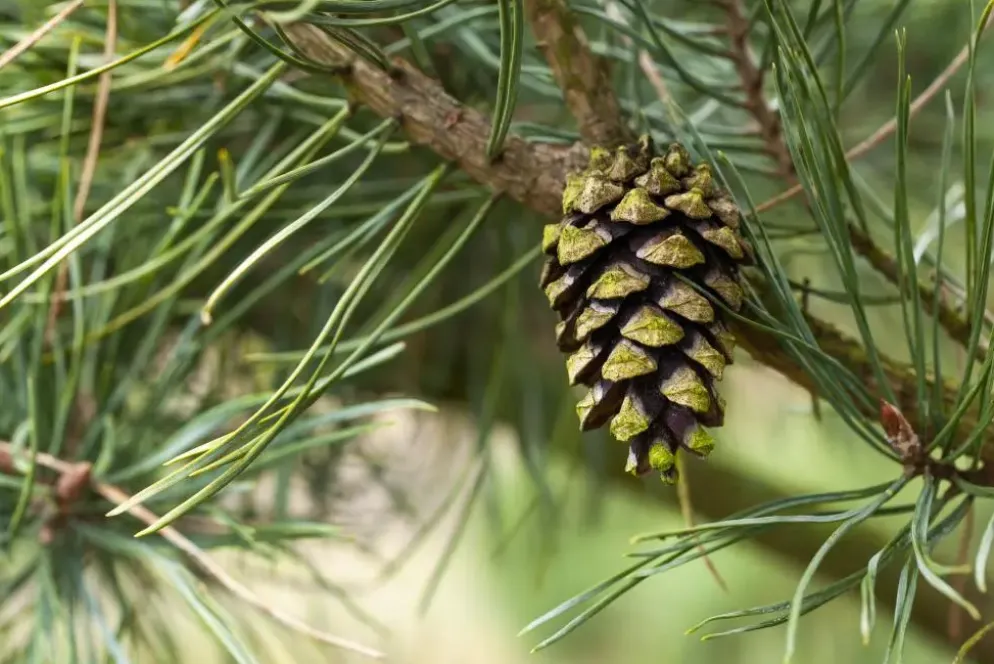 Pinus (Arve)