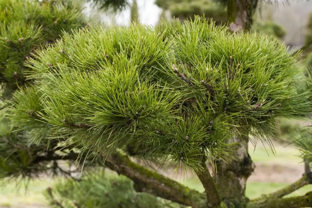 Pinus (Arve)
