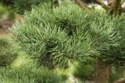 Pinus (Arve)