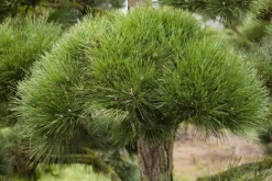 Pinus (Arve)