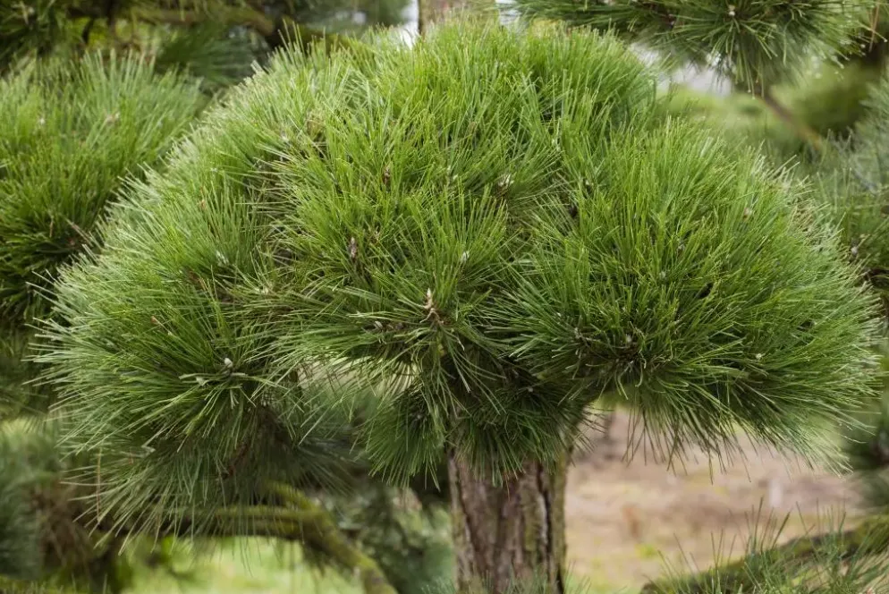 Pinus (Arve)