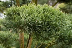 Pinus (Arve)