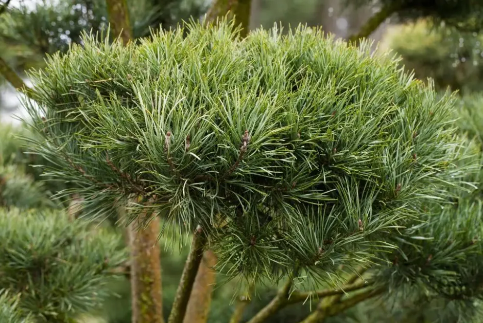 Pinus (Arve)