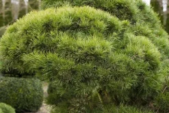 Pinus (Arve)