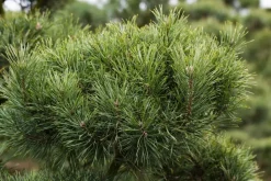 Pinus (Arve)