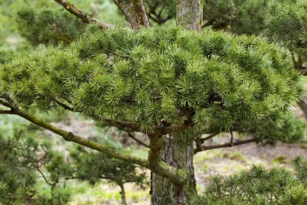 Pinus (Arve)