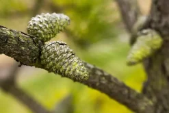 Pinus (Arve)