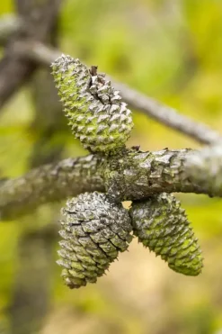 Pinus (Arve)