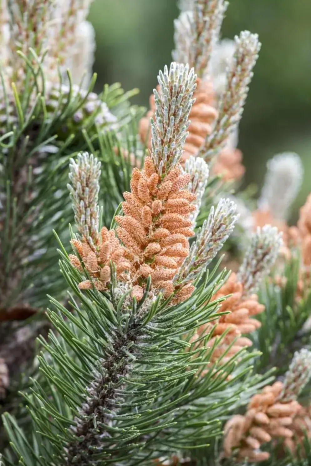 Pinus (Arve)