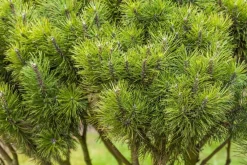 Pinus (Arve)