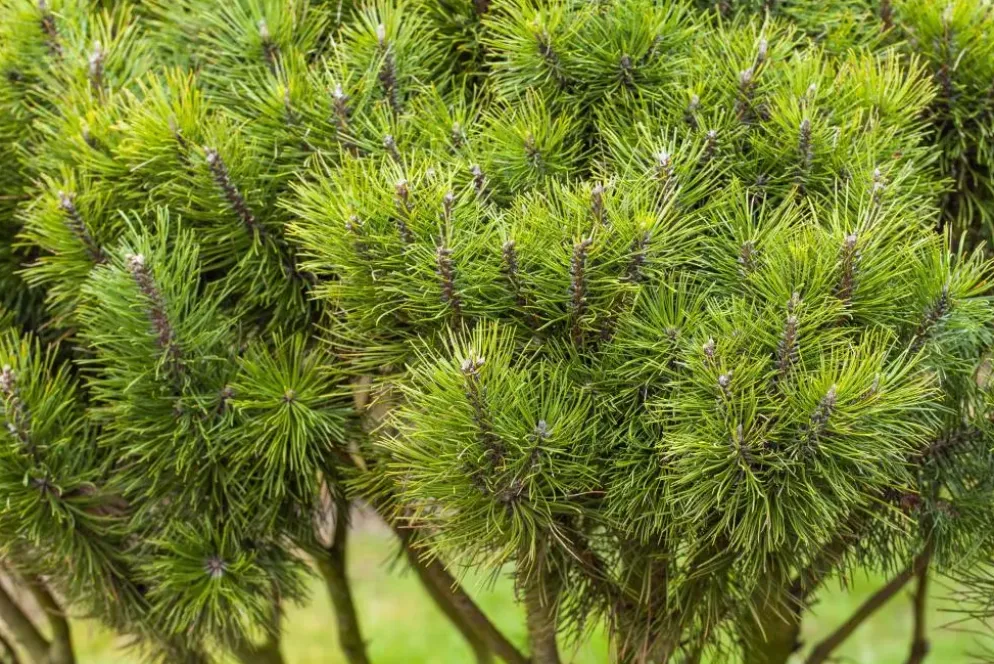 Pinus (Arve)