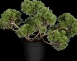 Pinus (Arve)