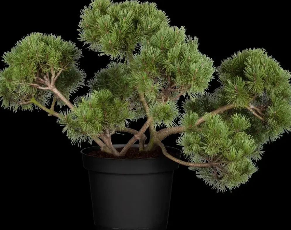 Pinus (Arve)