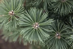 Pinus (Arve)