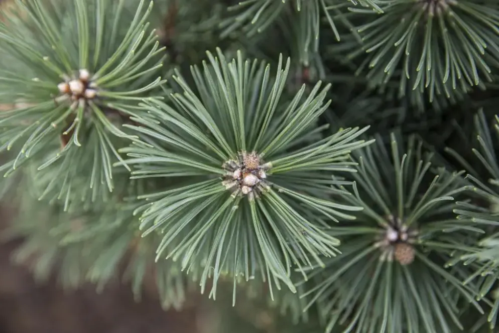 Pinus (Arve)