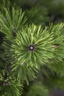Pinus (Arve)