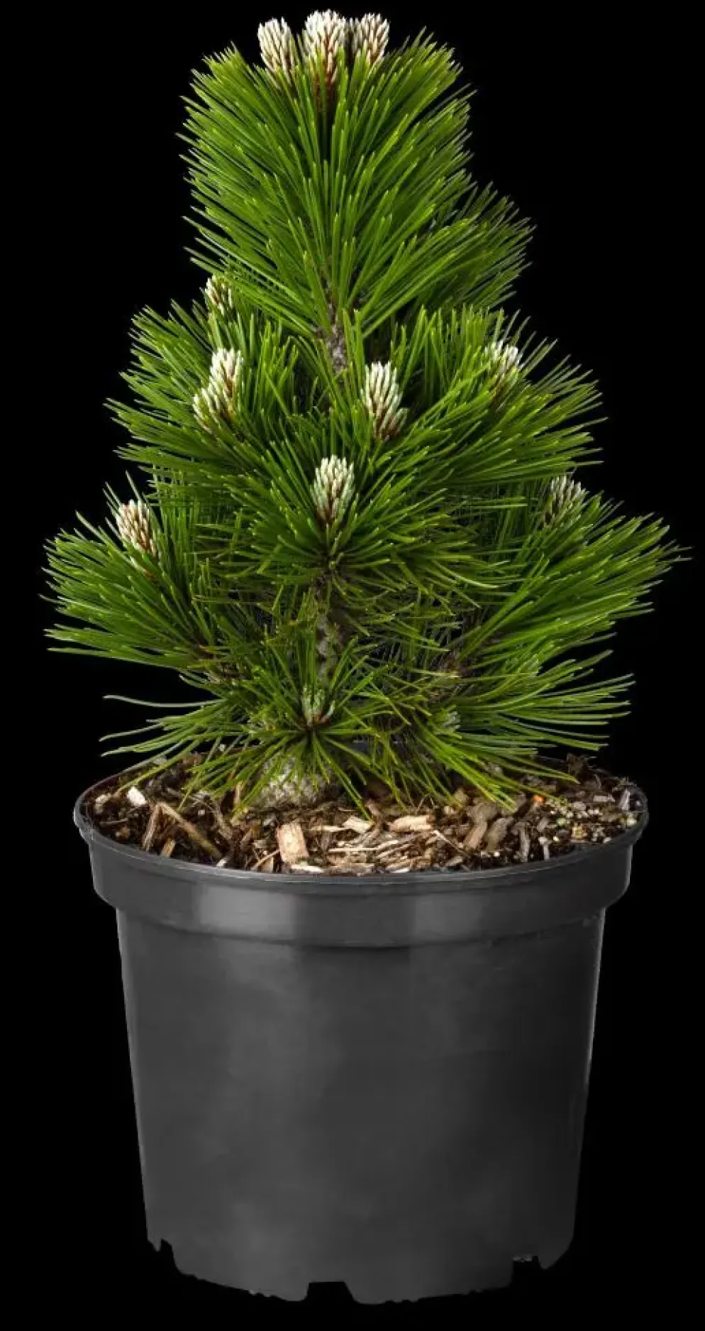 Pinus (Arve)