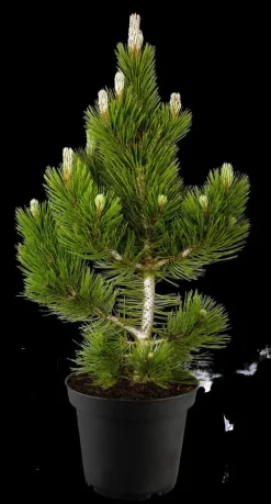 Pinus (Arve)