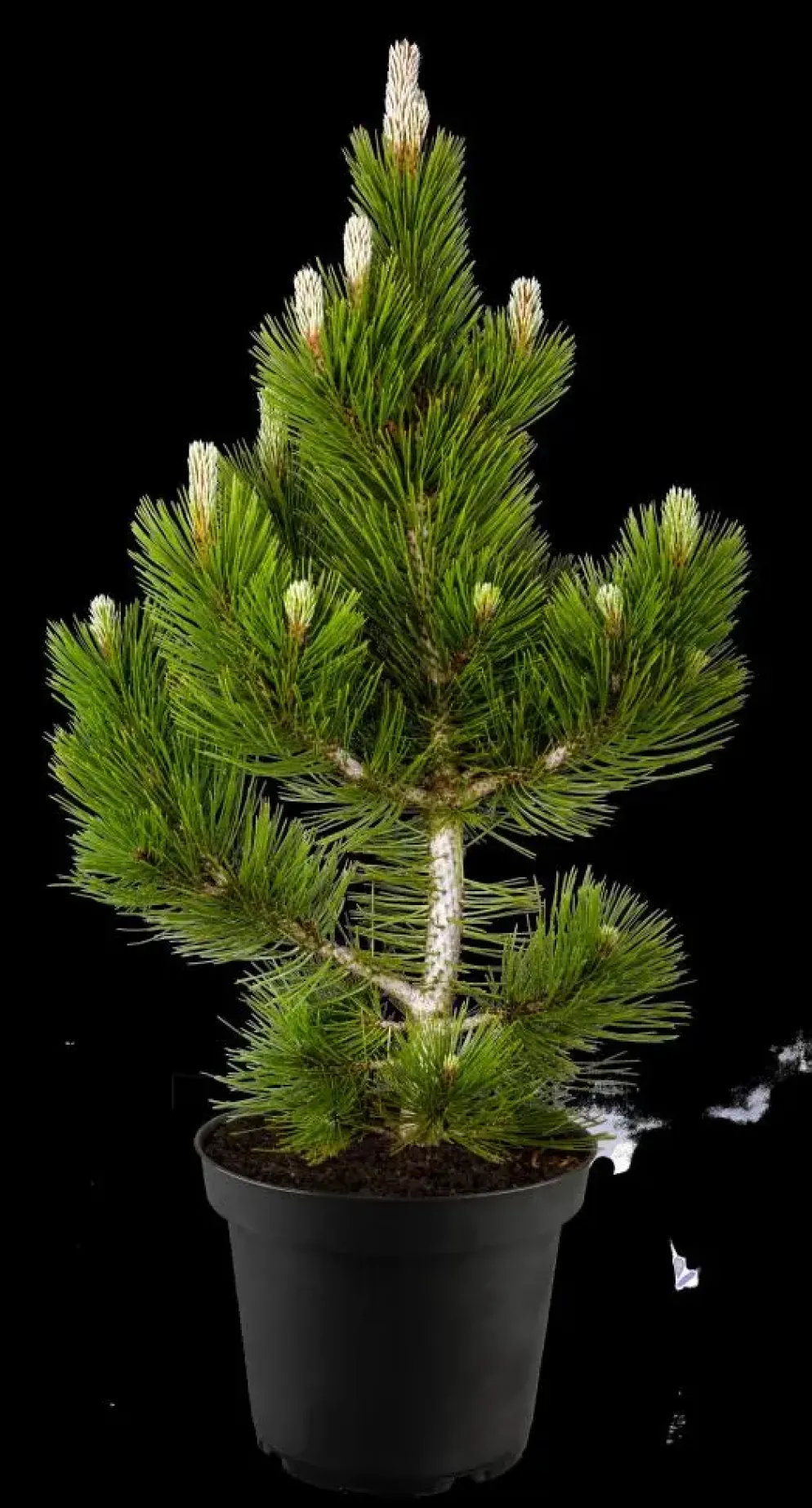 Pinus (Arve)