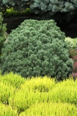 Pinus (Arve)