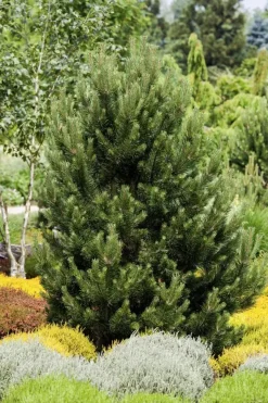 Pinus (Arve)