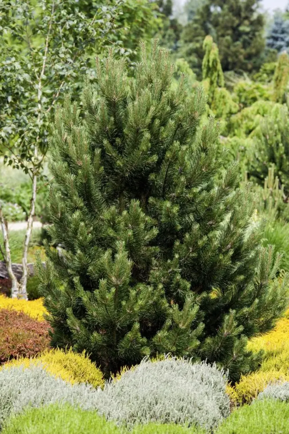 Pinus (Arve)