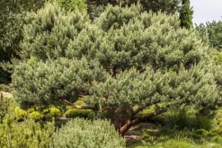 Pinus (Arve)
