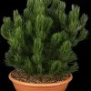 Pinus heldreichii 'Compact Gem' (Japanse witte den 'Compact Gem')