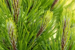 Pinus heldreichii 'Compact Gem' (Japanse witte den 'Compact Gem')