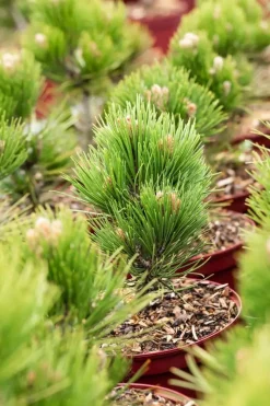 Pinus heldreichii 'Compact Gem' (Japanse witte den 'Compact Gem')