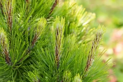 Pinus heldreichii 'Compact Gem' (Japanse witte den 'Compact Gem')