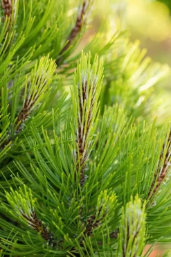 Pinus heldreichii 'Compact Gem' (Japanse witte den 'Compact Gem')