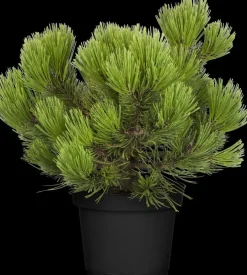 Pinus heldreichii 'Compact Gem' (Japanse witte den 'Compact Gem')