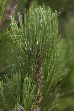 Pinus heldreichii 'Compact Gem' (Japanse witte den 'Compact Gem')