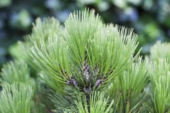 Pinus heldreichii 'Compact Gem' (Japanse witte den 'Compact Gem')