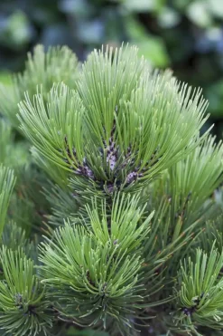 Pinus heldreichii 'Compact Gem' (Japanse witte den 'Compact Gem')
