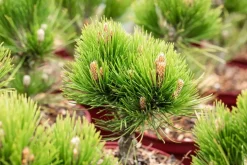 Pinus heldreichii 'Compact Gem' (Japanse witte den 'Compact Gem')