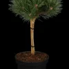 Pinus nigra 'Pierrick Brégeon' (Pijnboom 'Pierrick Brégeon')
