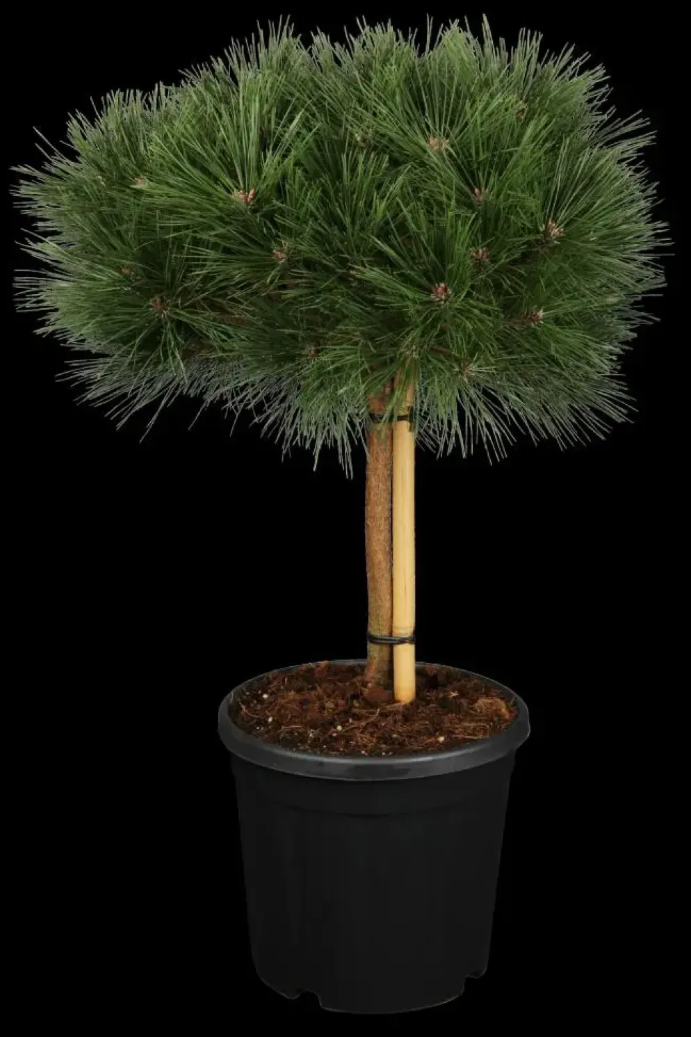 Pinus nigra 'Pierrick Brégeon' (Pijnboom 'Pierrick Brégeon')
