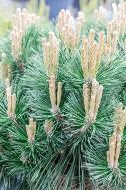 Pinus nigra 'Pierrick Brégeon' (Pijnboom 'Pierrick Brégeon')