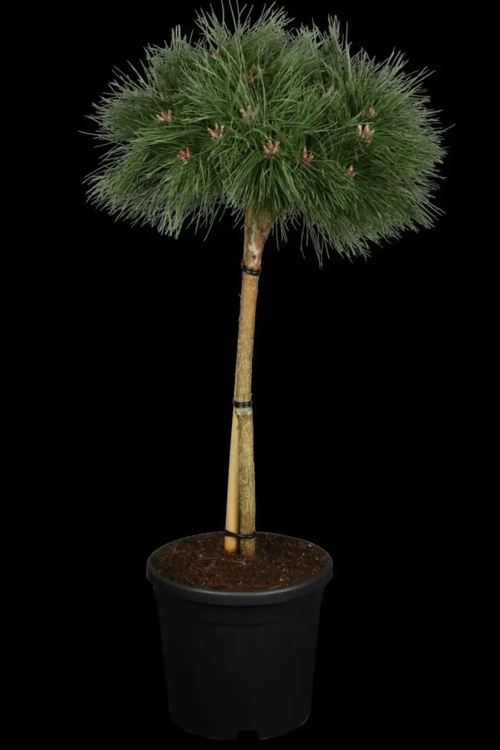 Pinus nigra 'Pierrick Brégeon' (Pijnboom 'Pierrick Brégeon')