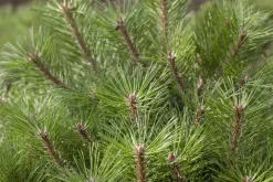 Pinus nigra 'Pierrick Brégeon' (Pijnboom 'Pierrick Brégeon')