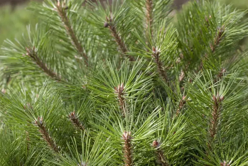 Pinus nigra 'Pierrick Brégeon' (Pijnboom 'Pierrick Brégeon')