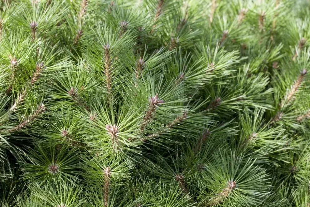 Pinus nigra 'Pierrick Brégeon' (Pijnboom 'Pierrick Brégeon')