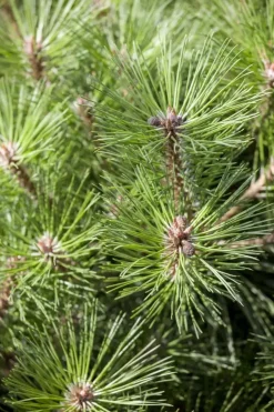 Pinus nigra 'Pierrick Brégeon' (Pijnboom 'Pierrick Brégeon')
